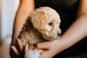 cachorro de French poodle en brazos de una persona 