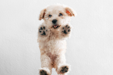 Retrato en fondo blanco de un perrito cachorro de french poodle de un mes de vida viendo hacia abajo mostrando sus patitas y sacando la lengua