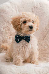 Retrato de cachorro de perrito French poodle blanco con moño azul en fondo de peluche 