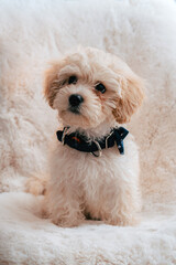 Retrato de cachorro de perrito French poodle blanco con moño azul en fondo de peluche 