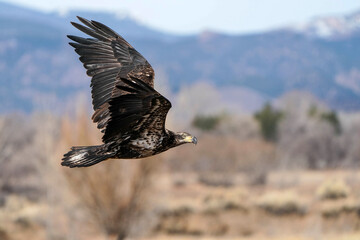 American Bald Eagle - Flight - Juvenile