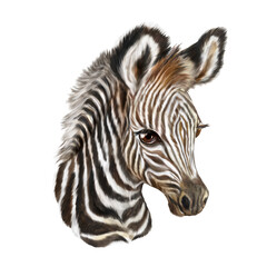 Fototapeta na wymiar Zebra Watercolor painting, naturalistic zebra painting, zebra head, African animal, watercolor animal wall art