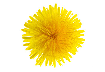yellow flower of a dandelion on a white isolated background