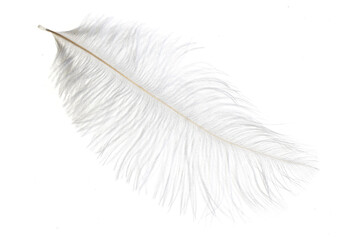white ostrich feather on a white isolated background
