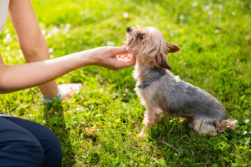 Caucasian female's hand petting cute Yorkshire Terrier in park on beautiful spring day. Unrecognizable woman and her little dog playing on grass, rub it under chin