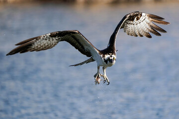 Osprey - Fishing - Rainbow Trout