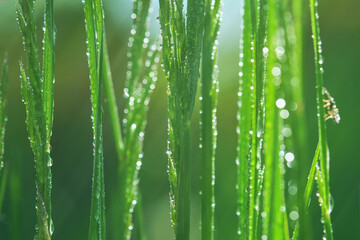 Fototapeta na wymiar Close up of raindrops on fresh green grass on a blurred background. Lush green grass on meadow. Shallow depth of field.