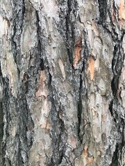 Close up of bark on a stump. Old tree. many years. carbon sink. close up of bark. macro photography. sunlight background on the bark. High quality photo