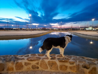 un perro es fotografiado en un parque al lado de un lago. es un atardecer en Madrid.