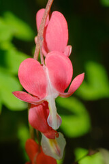 Dicentra - Bleeding Heart flowers on a blurred background. Blooming spring flowers, ornamental plant with blossom in the shape of a hearts. Shallow depth of field.