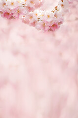 delicate flowers of pink sakura on an abstract background. Delicate artistic photo. selective focus.  © Ann Stryzhekin
