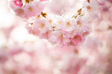 delicate flowers of pink sakura on an abstract background. Delicate artistic photo. selective focus.
