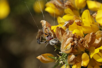 furrow orb weaver spider (Lariniodes cornutus) with victim wrapped in silk, ready for next meal