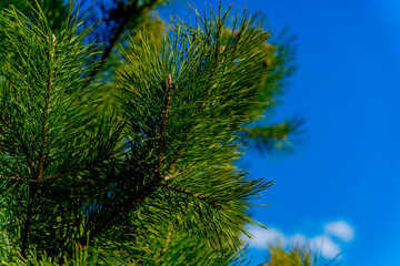 Fir tree in the city park. Early spring in the city park. A tree against a blue sky. 