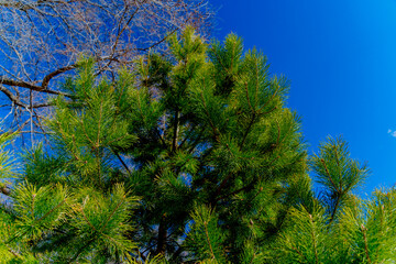 Fir tree in the city park. Early spring in the city park. A tree against a blue sky. 