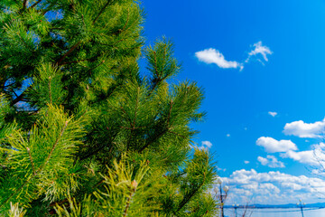 Fir tree in the city park. Early spring in the city park. A tree against a blue sky. 