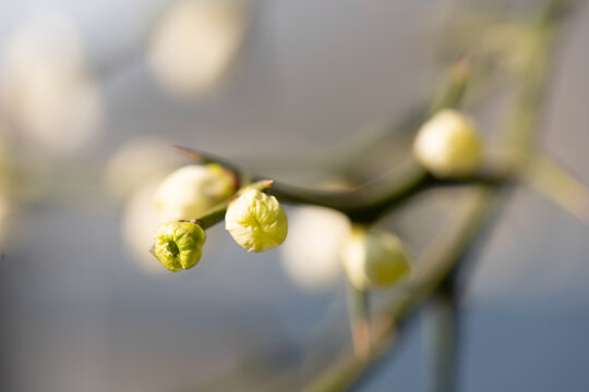Tree blooming spinescent branch closeup. Early spring flower on blurred background