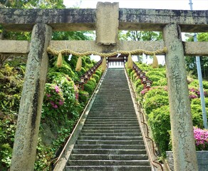 篠崎八幡神社の鳥居と石段