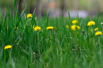 Green glade with dandelions. Side view