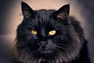 Close- up portrait of a black cat with blurry background