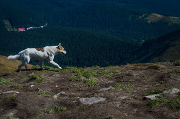 Obraz premium The dog on Mount Hoverla