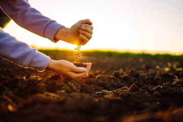 Female hands touching soil on the field at sunset. Agriculture, organic gardening, planting or...