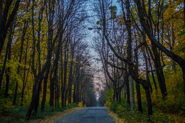 Forest road in Pushcha-Voditsa