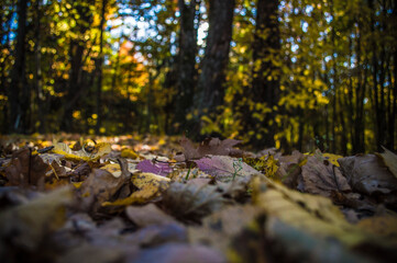 Obraz na płótnie Canvas autumn leaves on the ground