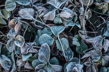 Frost on strawberry leaves