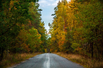 Obraz premium Forest road in Pushcha-Voditsa