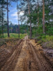 Forest road in Pushcha-Voditsa