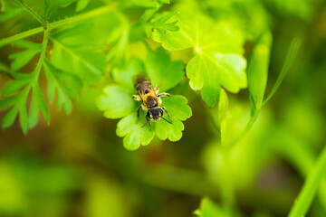 Obraz na płótnie Canvas Worker Bee on Green Leaf