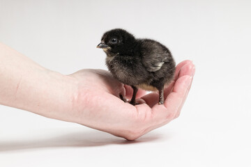 close-up of a small black baby chicken in a female hand on a white background
