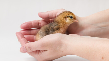 a small chicken sits in a female hand on a white background