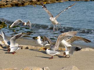 Group of Yellow-legged Gull (Larus michahellis) and black-headed gull (Chroicocephalus ridibundus)...