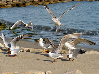 Group of Yellow-legged Gull (Larus michahellis) and black-headed gull (Chroicocephalus ridibundus) in beach, adults and juvenile, in the Camargue, a natural region located south of Arles in France