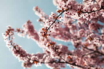 Blooming branches of pink cherry on a background of blue sky, selective focus