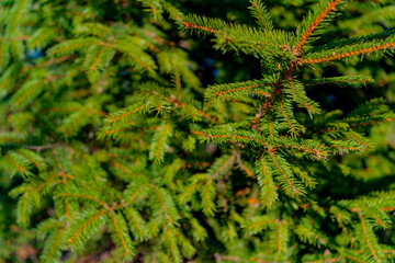 Green spruce in the park. Early spring in the city park. A tree against a blue sky.