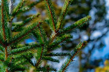 Green spruce in the park. Early spring in the city park. A tree against a blue sky.