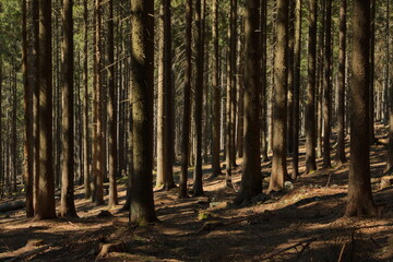 Obraz premium Spruce forest in Bohemian Forest,Klatovy district,West Bohemia,Czech Republic,Europe,Central Europe 