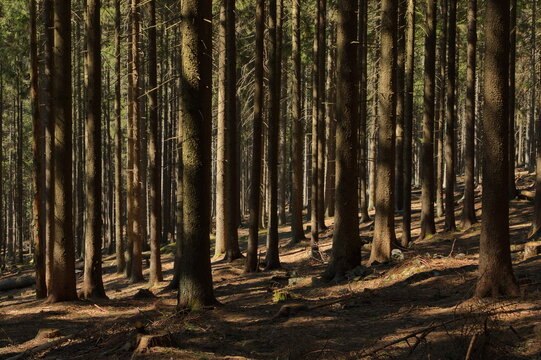 Spruce Forest In Bohemian Forest,Klatovy District,West Bohemia,Czech Republic,Europe,Central Europe
