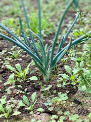 small plant onion sprouts green seedling in the agriculture vegetable garden - shallots growing from soil