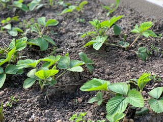 strawberry bushes in early spring