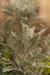 close up of green plant and old city in the background 