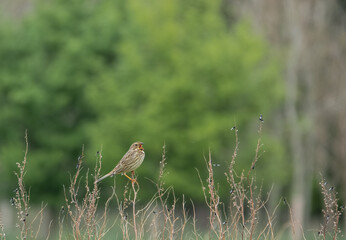 a skylark (Alauda arvensis) sat high on a spring time plant stalk, defocused green woodland background