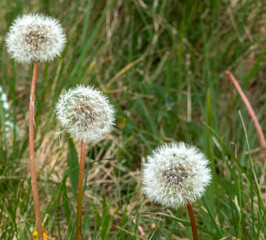 Obraz premium closeup showing the intricate detail and beauty of a dandelion (Taraxacum) flower seed head before dispersing in the wind