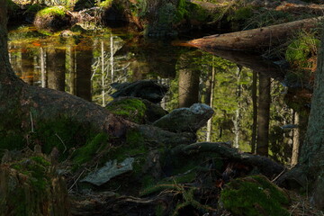 Reflection in a pond in Bohemian Forest,Klatovy district,West Bohemia,Czech Republic,Europe,Central Europe
