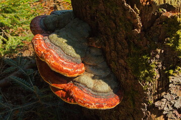 Bracket fungi on a tree in Bohemian Forest,Plzen Region,Czech republic,Europe
 - obrazy, fototapety, plakaty