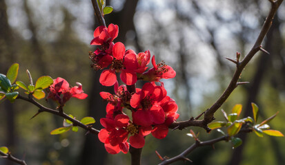 Roter Zierpflaumenstrauch Makro