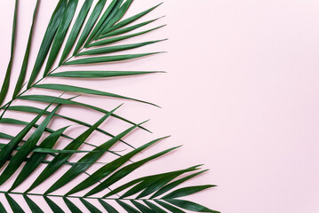 Fototapeta na wymiar Minimal tropical green palm leaves on a pink background. Flat lay top view with copy space for text.